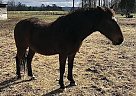 Quarter Horse Gelding for Sale in Holly Pond, Alabama Quarter Horse Gelding for Sale in Holly Pond, Alabama