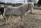 Tennessee Walking Gelding for Sale in Holly Pond, Alabama Tennessee Walking Gelding for Sale in Holly Pond, Alabama