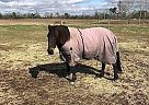 Quarter Horse Mare for Sale in Holly Pond, Alabama Quarter Horse Mare for Sale in Holly Pond, Alabama