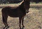 Mule Stallion for Sale in Holly Pond, Alabama Mule Stallion for Sale in Holly Pond, Alabama