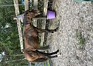 Holsteiner - Horse for Sale in Hampton, FL 32044