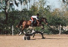 Thoroughbred (Thoroughbred, Stallion) in Richmond Hill, GA