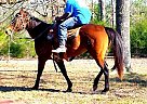 Quarter Horse Mare for Sale in Trinity, Texas Quarter Horse Mare for Sale in Trinity, Texas