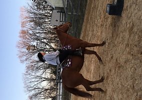 Quarter Horse (Quarter Horse, Gelding) in Howell, NJ
