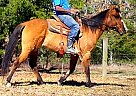 Quarter Horse Mare for Sale in Trinity, Texas Quarter Horse Mare for Sale in Trinity, Texas