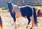 Paint Pony Mare for Sale in Trinity, Texas Paint Pony Mare for Sale in Trinity, Texas