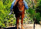 Quarter Horse Gelding for Sale in Trinity, Texas Quarter Horse Gelding for Sale in Trinity, Texas