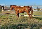Juan p Esparza - Stallion in Crosby, TX