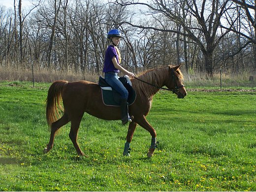 Straight Egyptian Arabian Mare
