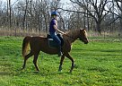 Arabian - Horse for Sale in Truxton, MO 63381 Arabian - Horse for Sale in Truxton, MO 63381