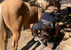 Quarter Horse (Quarter Horse, Mare) in CA