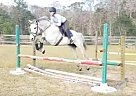 - Mare in St. Augustine, FL - Mare in St. Augustine, FL