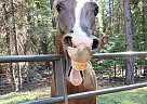 Flint - Gelding in Pioneer, CA Flint - Gelding in Pioneer, CA