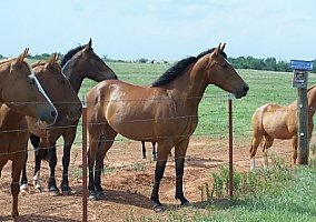 Blood bay 1/2 Mustang Gelding PTHA reg. Pinto Stallion