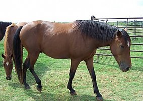 Mustang (Mustang, Stallion) in Lawton, OK