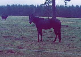 Thoroughbred (Thoroughbred, Stallion) in Chehalis, WA