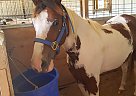 Paint - Horse for Sale in Magnolia, TX 77355 Paint - Horse for Sale in Magnolia, TX 77355
