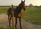 Thoroughbred - Horse for Sale in Spring, TX 77379