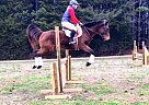 Thoroughbred Mare for Sale in Advance, North Carolina Thoroughbred Mare for Sale in Advance, North Carolina