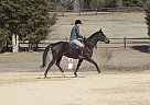  - Stallion in Sanford, NC