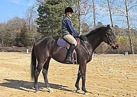 Thoroughbred (Thoroughbred, Stallion) in Sanford, NC