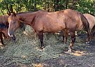 Quarter Horse Mare for Sale in Chamois, Missouri Quarter Horse Mare for Sale in Chamois, Missouri