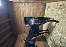 Tennessee Walking - Horse for Sale in Framingham, MA 01702 Tennessee Walking - Horse for Sale in Framingham, MA 01702