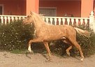 Encantador de Conesa - Stallion in Elche, 
