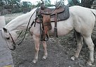 Quarter Horse Mare for Sale in Killeen, Texas Quarter Horse Mare for Sale in Killeen, Texas