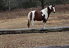 Paint - Horse for Sale in Magnolia, TX 77355 Paint - Horse for Sale in Magnolia, TX 77355