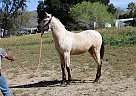 Andalusian - Horse for Sale in CANYON COUNTRY, CA 91387