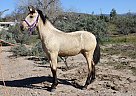 Andalusian - Horse for Sale in CANYON COUNTRY, CA 91387