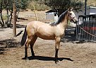 Andalusian - Horse for Sale in CANYON COUNTRY, CA 91387