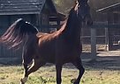 Fly Sky High - Gelding in San Diego, CA Fly Sky High - Gelding in San Diego, CA