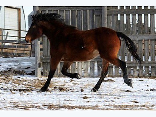 5yr old Quarter Horse Cross