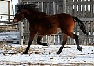 5yr old Quarter Horse Cross Quarter Horse Mare