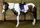 - Mare in Hickory, PA - Mare in Hickory, PA