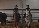 AQHA REG BAY Gelding Quarter Horse Gelding