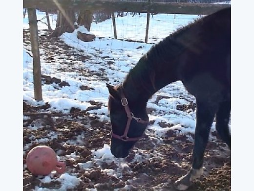 Black Mare-Blaze and 4 White Stockings
