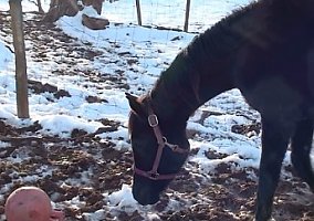 Arabian (Arabian, Mare) in Franklin, NC