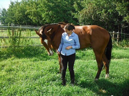 Boston- 5 Year old Standardbred