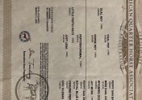 Quarter Horse (Quarter Horse, Gelding) in Pocasset, OK