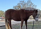 Welsh Pony - Horse for Sale in Daytona Beach, FL 32119