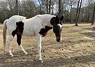 Paint - Horse for Sale in Montgomery, TX 77316