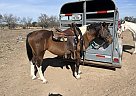 Paint - Horse for Sale in Fredericksburg, TX 78624 Paint - Horse for Sale in Fredericksburg, TX 78624