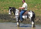 Handsome Dream Horse Spotted Saddle Gelding