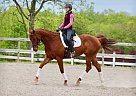 Thoroughbred Gelding for Sale in Rindge, New Hampshire Thoroughbred Gelding