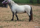 manny - Stallion in Dalton, GA manny - Stallion in Dalton, GA