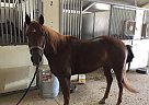 Quarter Horse - Horse for Sale in Bushnell, FL 33513