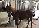 Quarter Horse - Horse for Sale in Bushnell, FL 33513 Quarter Horse - Horse for Sale in Bushnell, FL 33513